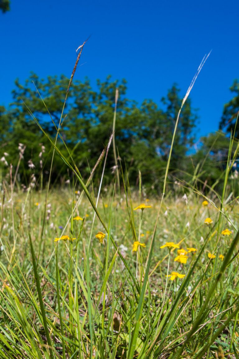 1,100 Acres Coyote Spring Ranch | Hill Country Ranch for Sale | Dullnig ...