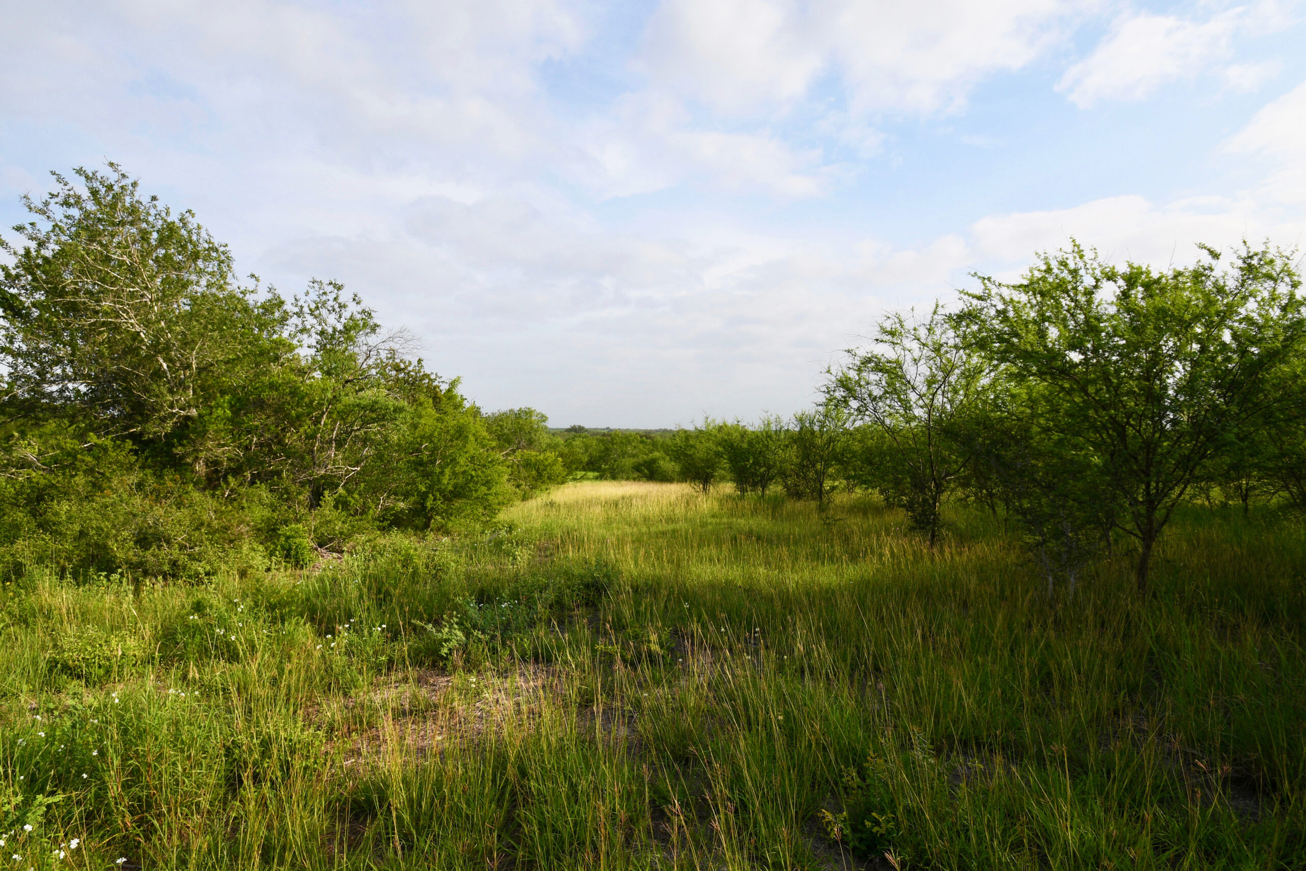 200 Acres Scattered Oak Ranch | Coastal Prairie Ranch for Sale ...
