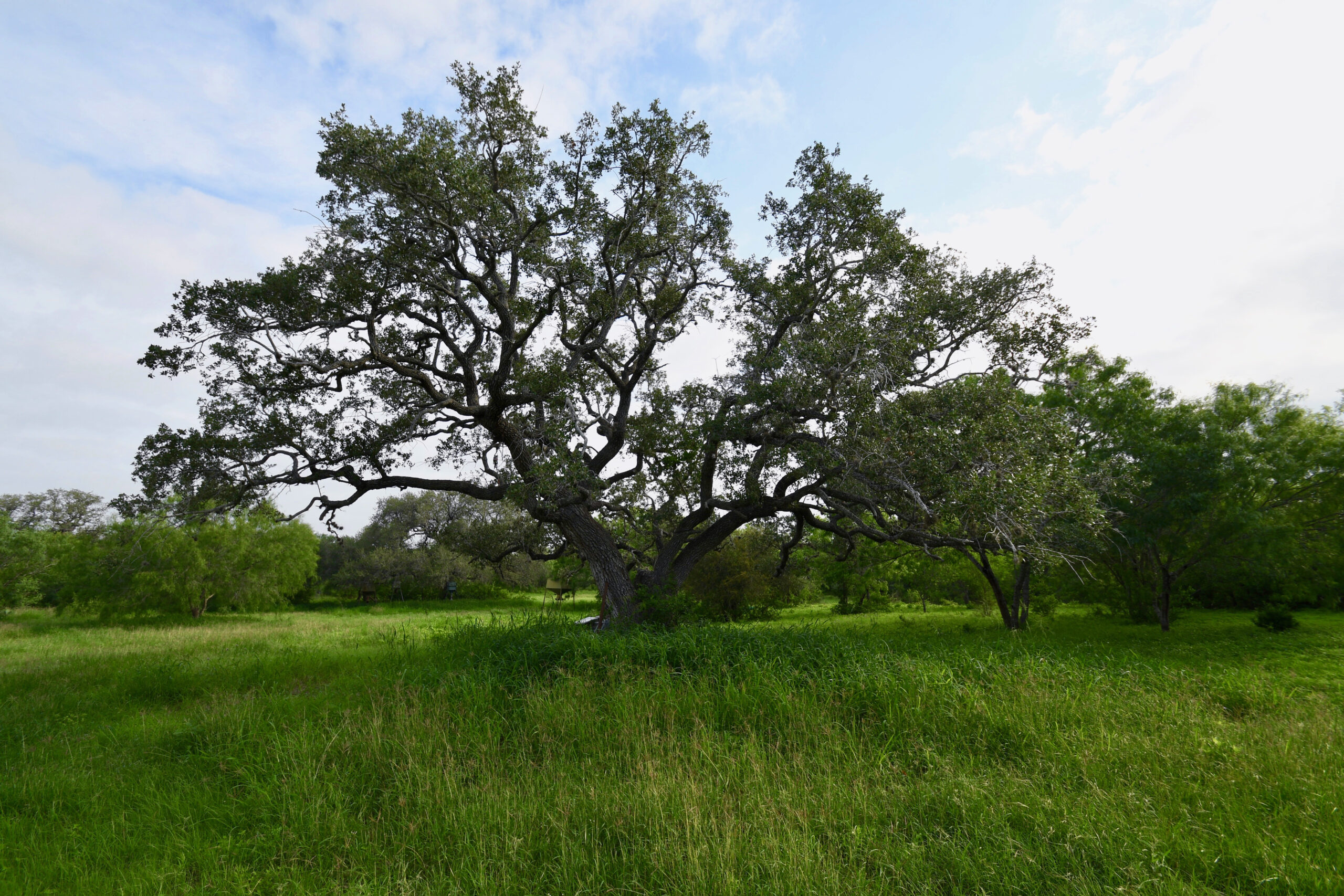 200 Acres Scattered Oak Ranch | Coastal Prairie Ranch for Sale ...