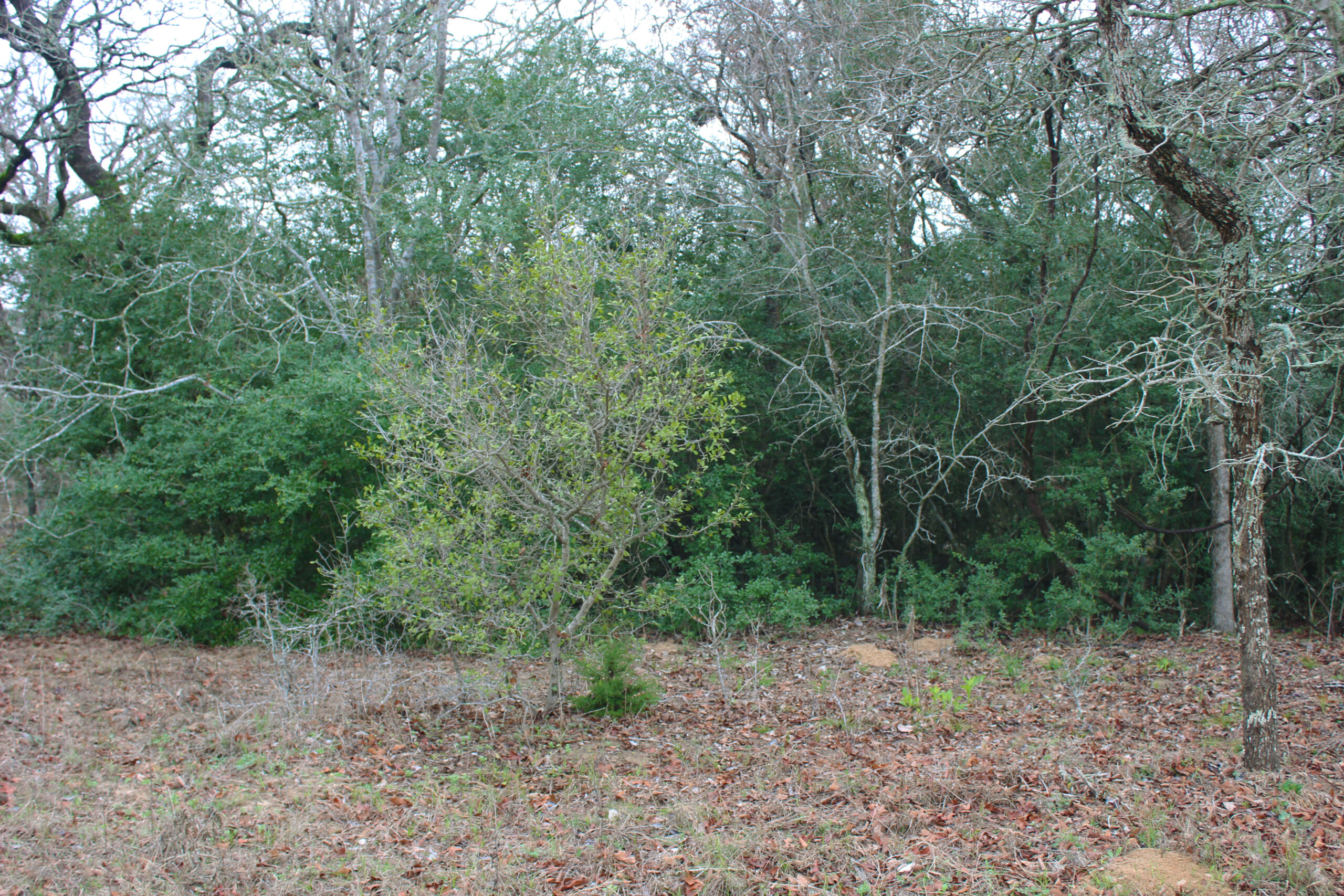 31 Acres Rustling Oaks Ranch | Hill Country Ranch for Sale | Dullnig ...