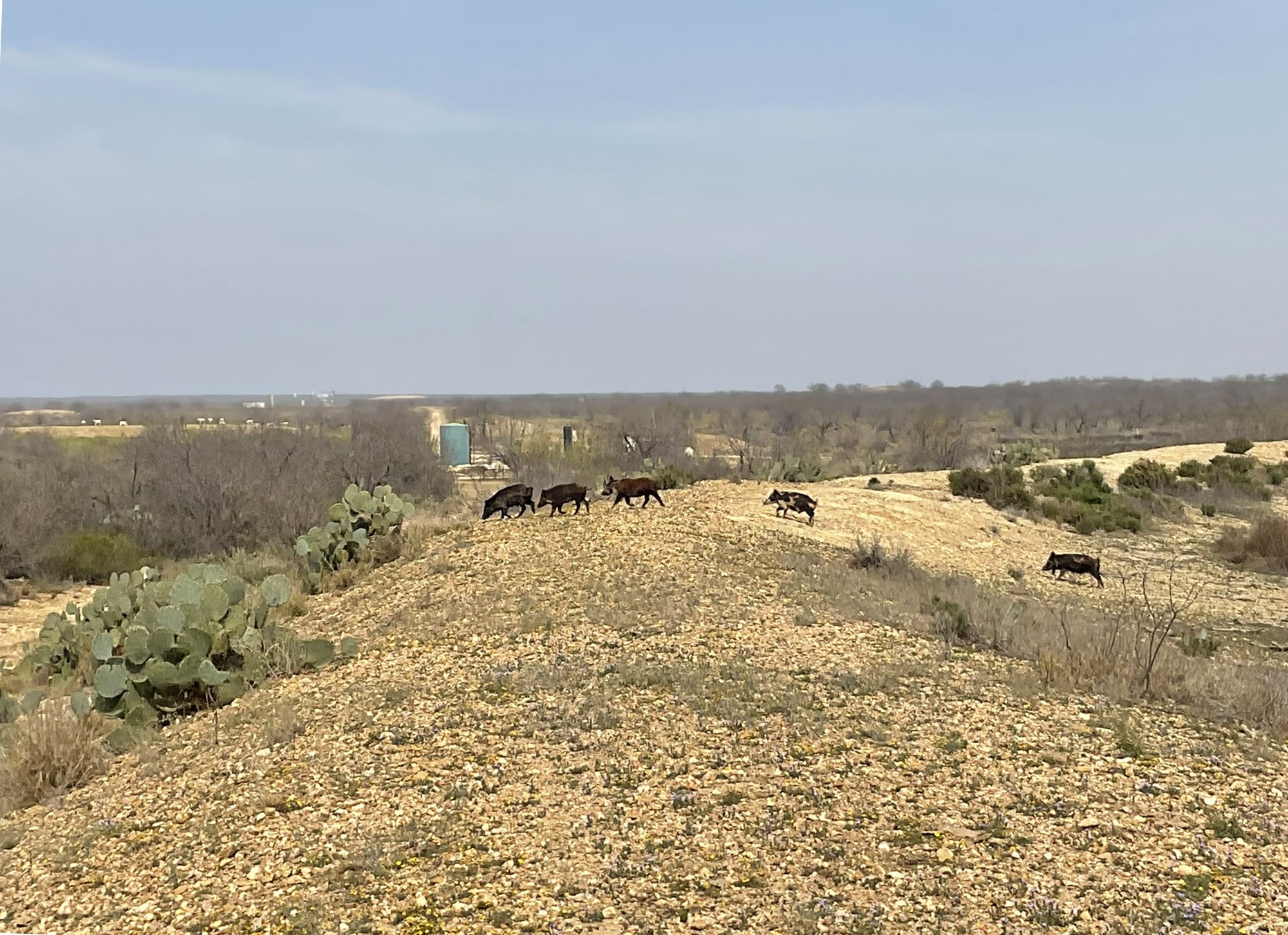 282 Acres Cattle & Hunting Ranch | South Texas Ranch for Sale | Dullnig ...