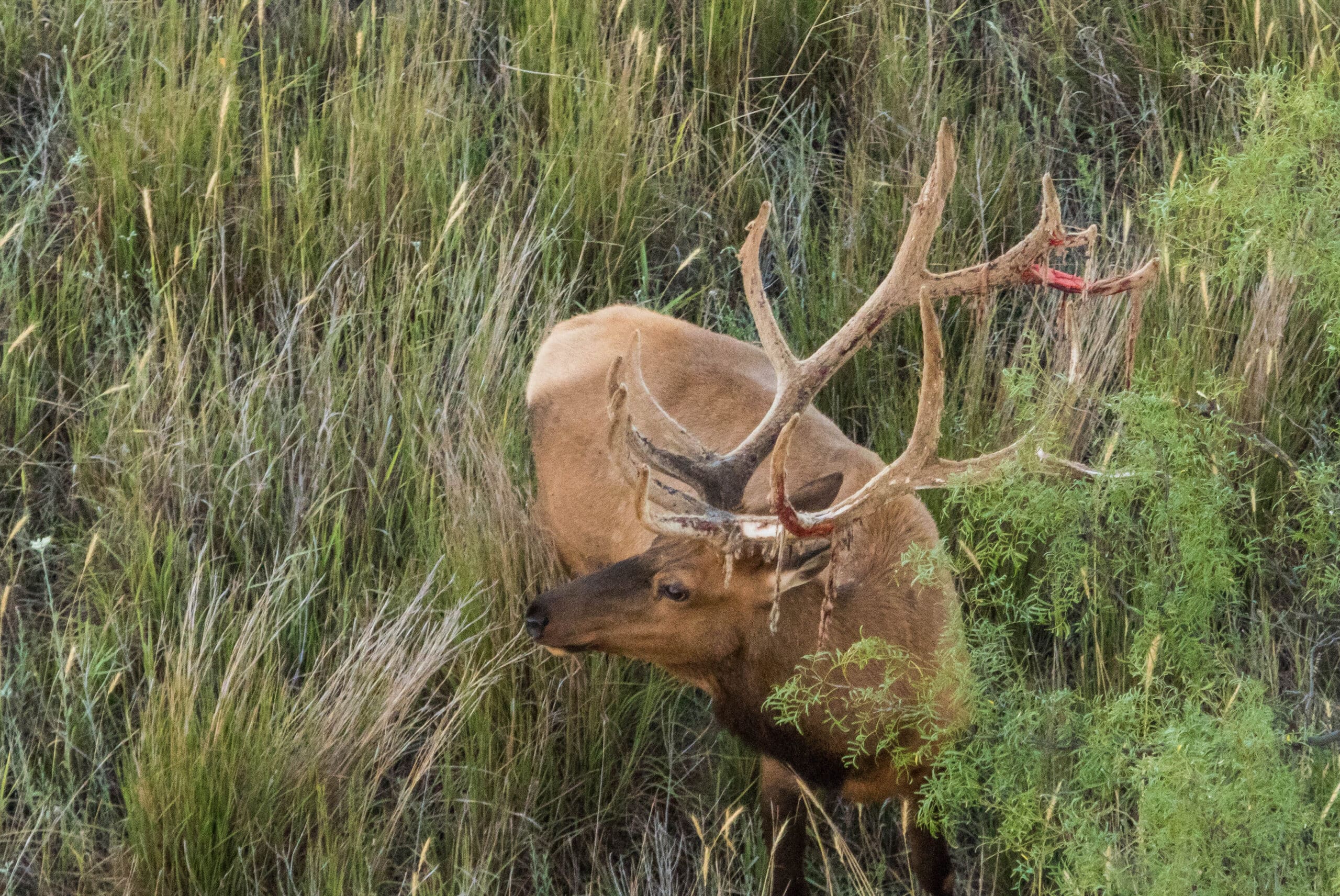 Terva Roso 29,594 Acres Terra Rosa Ranch | High Plains Ranch for Sale | Dullnig ...