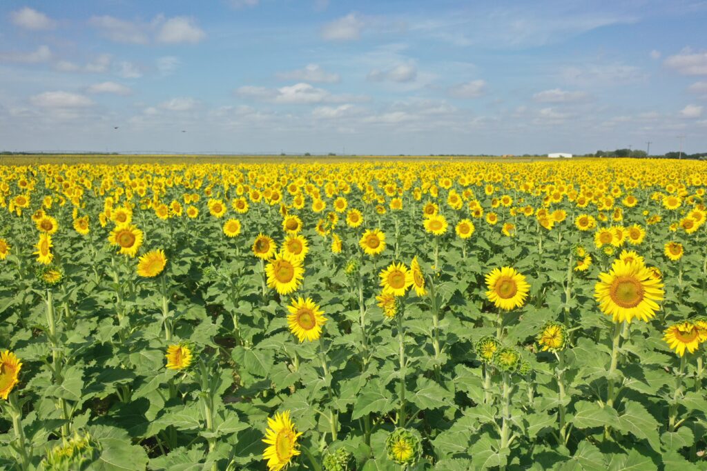 210 Acres Espinaca Organic Farm
