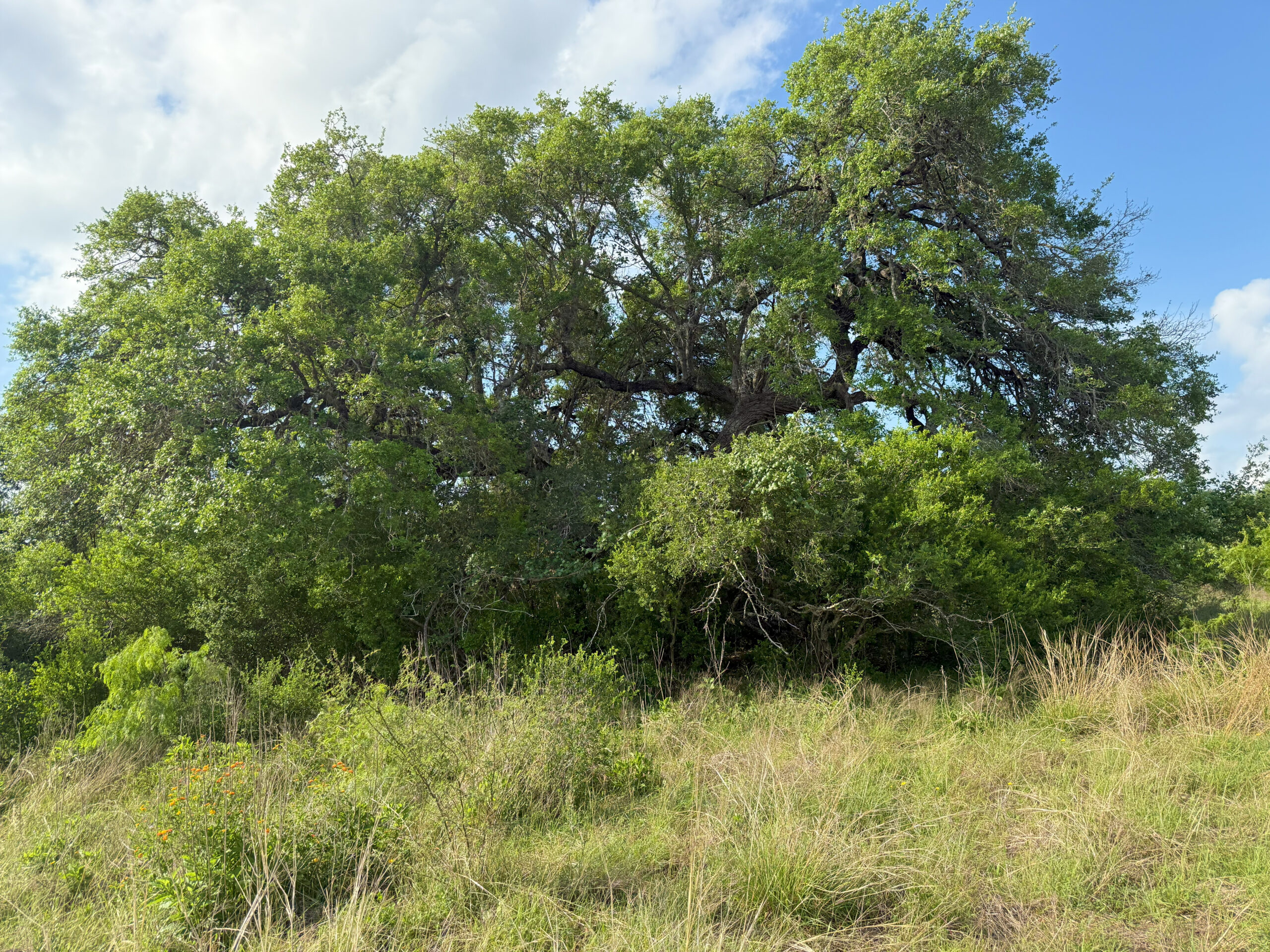 2,445 Acres Double Diamond Ranch | Coastal Prairie Ranch for Sale ...