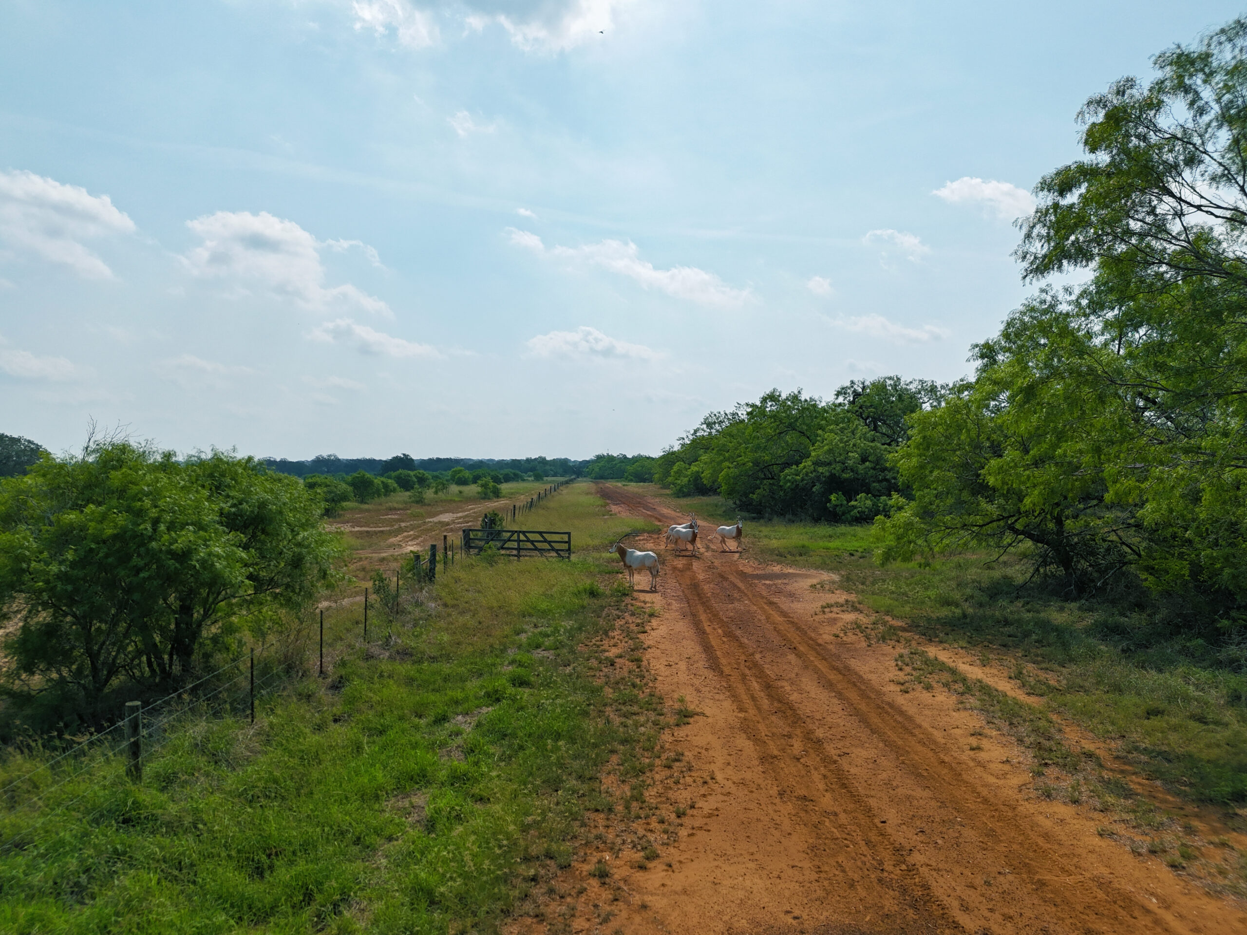 607 Acres Borrego Creek Ranch | South Texas Ranch for Sale | Dullnig ...