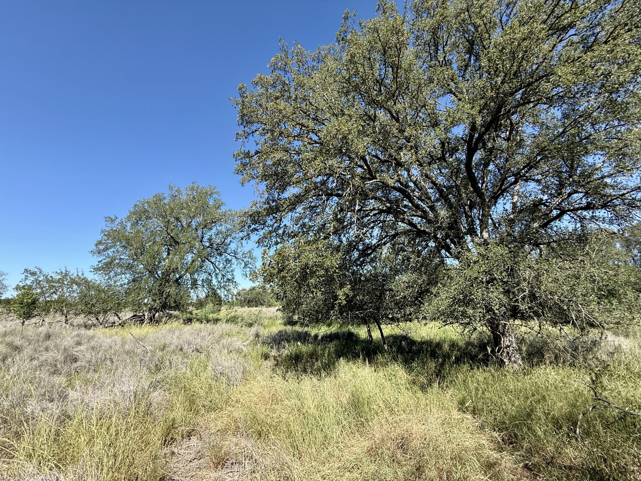 2,175 Acres Buck Creek Ranch | Dullnig Ranches