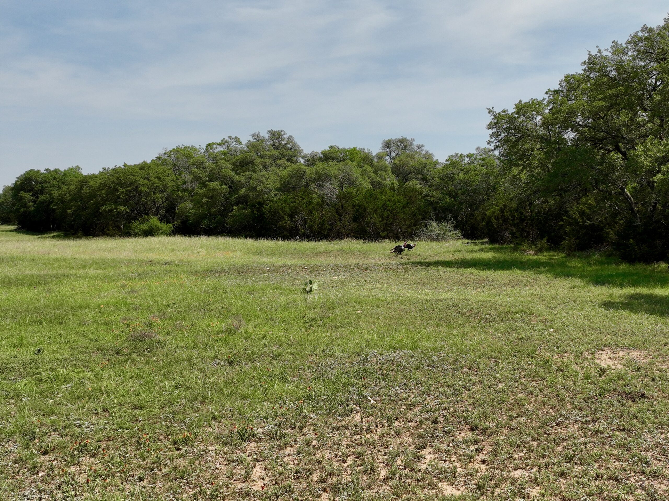 386 Acres Last Buck Ranch | Hill Country Ranch for Sale | Dullnig Ranches