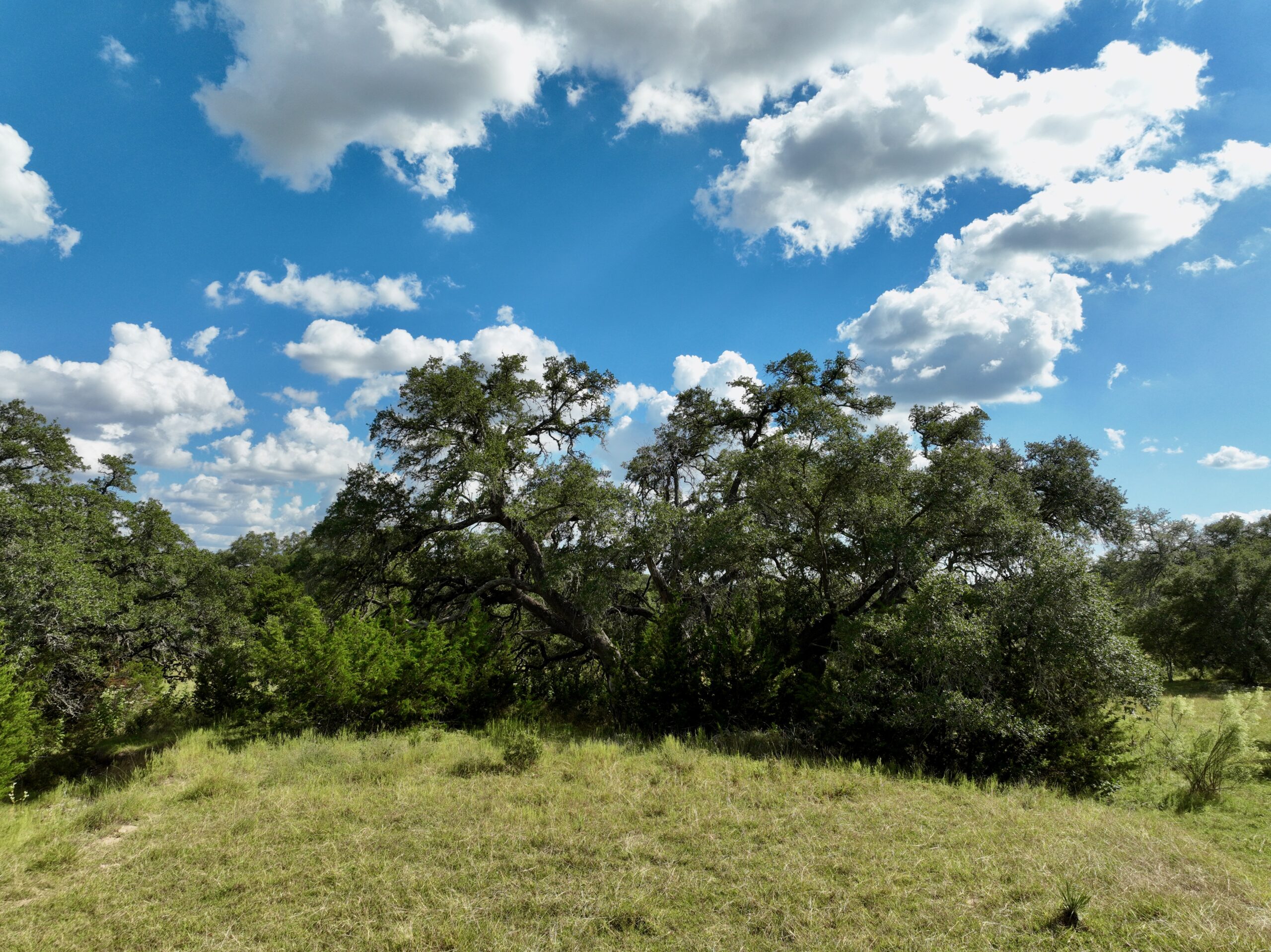 386 Acres Last Buck Ranch | Hill Country Ranch for Sale | Dullnig Ranches