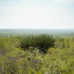 5_salt-branch-ranch-live-oak002