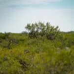 9_salt-branch-ranch-live-oak006