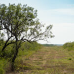 10_salt-branch-ranch-live-oak007