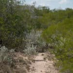15_salt-branch-ranch-live-oak012