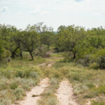 20_salt-branch-ranch-live-oak017