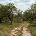 23_salt-branch-ranch-live-oak020