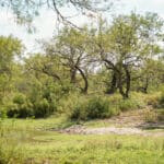 26_salt-branch-ranch-live-oak023