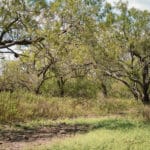 30_salt-branch-ranch-live-oak027