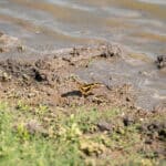 32_salt-branch-ranch-live-oak029