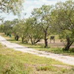 35_salt-branch-ranch-live-oak032