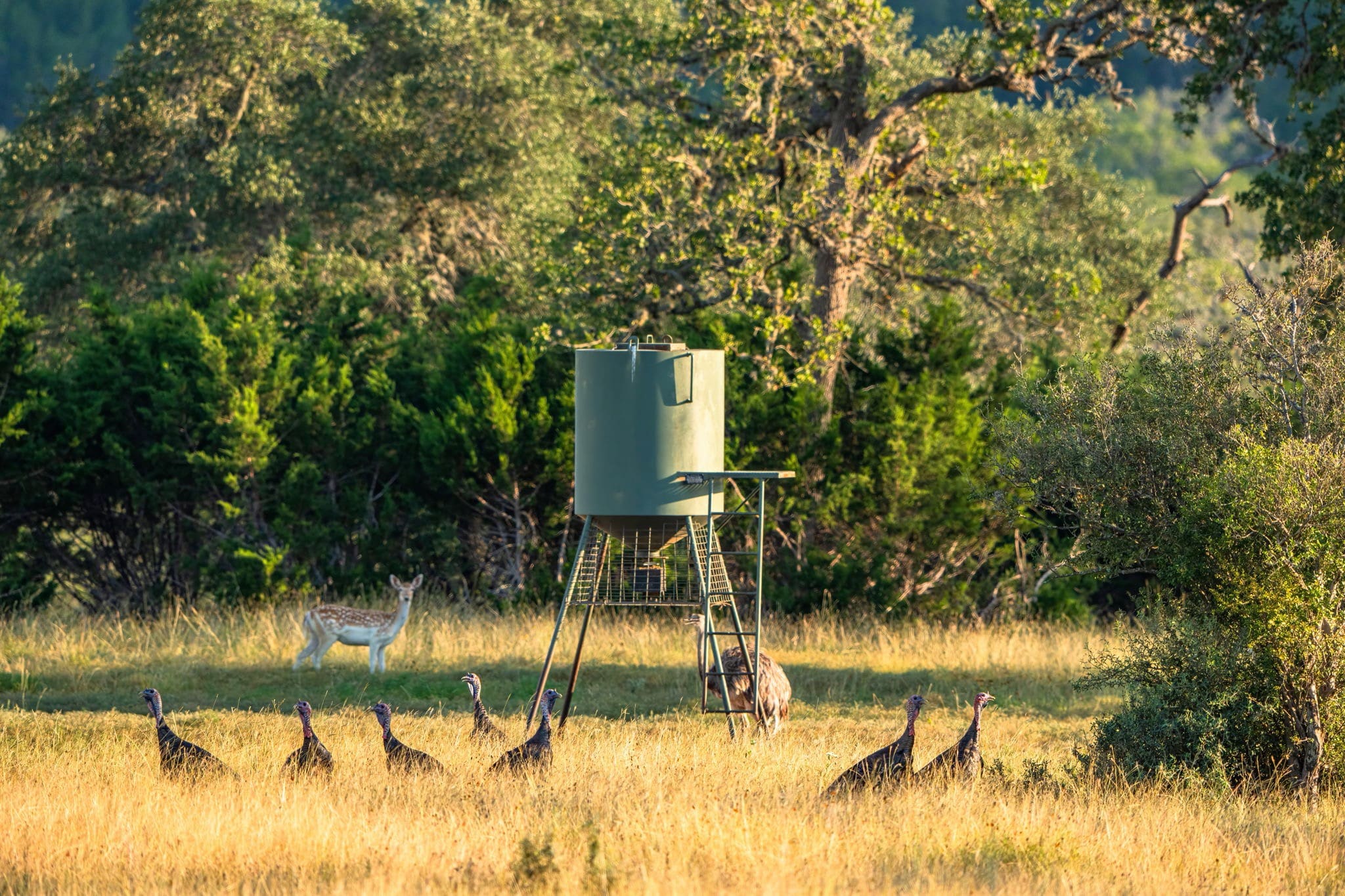 Tock Rinch 702 Acres Heart Rock Ranch | Hill Country Ranch for Sale | Dullnig Ranches
