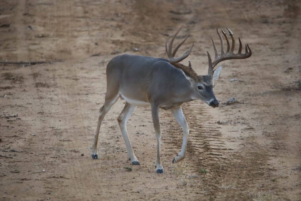 850 Acres Encinal Ranch