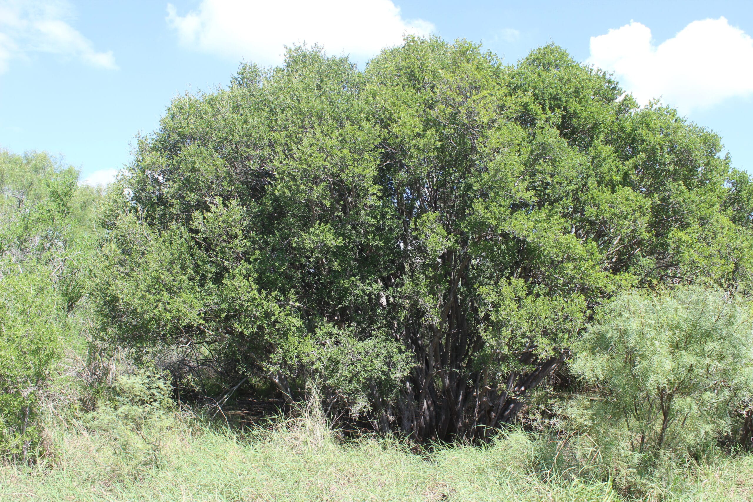 550 Acres Pueblo Ranch | South Texas Ranch for Sale | Dullnig Ranches