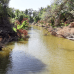11_1947Acres_LiveOakCounty_NuecesWestRanch