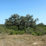 12_1947Acres_LiveOakCounty_NuecesWestRanch