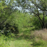 13_1947Acres_LiveOakCounty_NuecesWestRanch