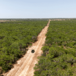 14_1947Acres_LiveOakCounty_NuecesWestRanch