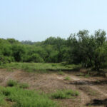 19_1947Acres_LiveOakCounty_NuecesWestRanch
