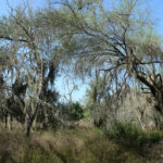 20_1947Acres_LiveOakCounty_NuecesWestRanch