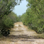 22_1947Acres_LiveOakCounty_NuecesWestRanch