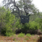 23_1947Acres_LiveOakCounty_NuecesWestRanch