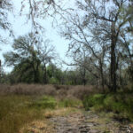 24_1947Acres_LiveOakCounty_NuecesWestRanch