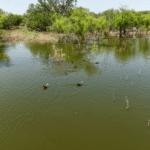 27_1947Acres_LiveOakCounty_NuecesWestRanch