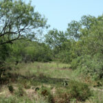 28_1947Acres_LiveOakCounty_NuecesWestRanch